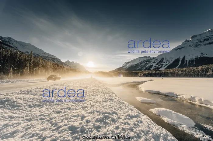 : Winter road trip on the Icefields Parkway with lots of snow and ice : Winter road trip on the Icefields Parkway with lots of snow and ice