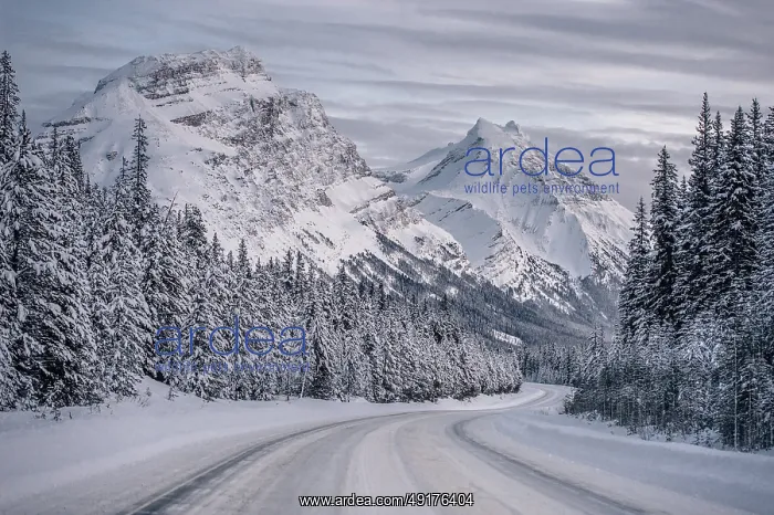 : Winter road trip on the Icefields Parkway with lots of snow and ice : Winter road trip on the Icefields Parkway with lots of snow and ice