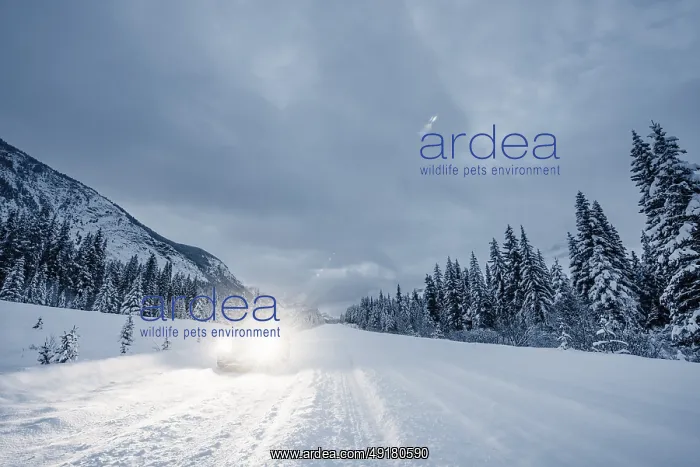 : Winter road trip on the Icefields Parkway with lots of snow and ice : Winter road trip on the Icefields Parkway with lots of snow and ice