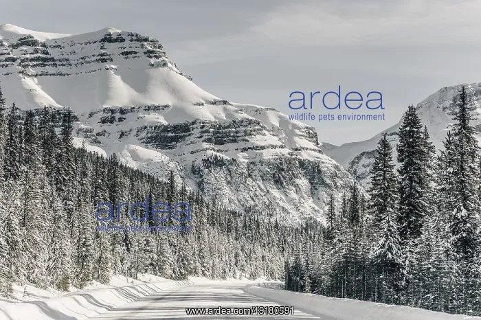 : Winter road trip on the Icefields Parkway with lots of snow and ice : Winter road trip on the Icefields Parkway with lots of snow and ice