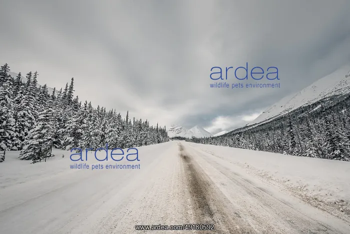 : Winter road trip on the Icefields Parkway with lots of snow and ice : Winter road trip on the Icefields Parkway with lots of snow and ice