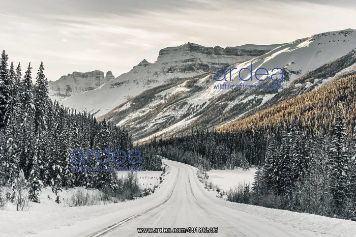 : Winter road trip on the Icefields Parkway with lots of snow and ice : Winter road trip on the Icefields Parkway with lots of snow and ice