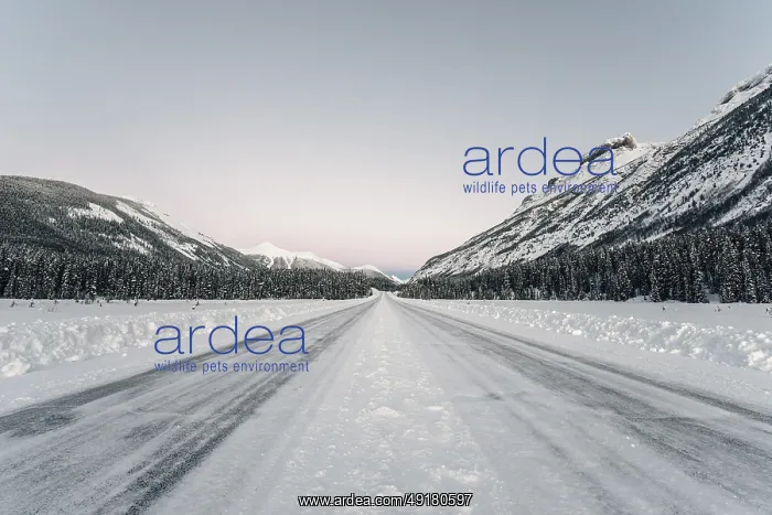 : Winter road trip on the Icefields Parkway with lots of snow and ice : Winter road trip on the Icefields Parkway with lots of snow and ice