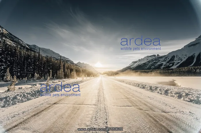 : Winter road trip on the Icefields Parkway with lots of snow and ice : Winter road trip on the Icefields Parkway with lots of snow and ice