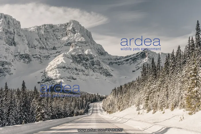 : Winter road trip on the Icefields Parkway with lots of snow and ice : Winter road trip on the Icefields Parkway with lots of snow and ice