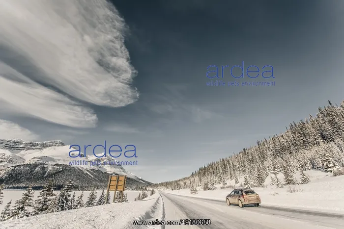 : Winter road trip on the Icefields Parkway with lots of snow and ice : Winter road trip on the Icefields Parkway with lots of snow and ice