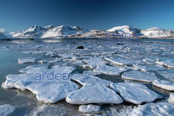 : Winter Scandinavian landscape, ice floes, mountains : Winter Scandinavian landscape, ice floes, mountains