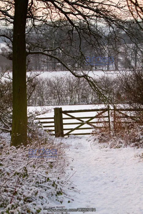 : Winter Scene - gate in snow : Winter Scene - gate in snow