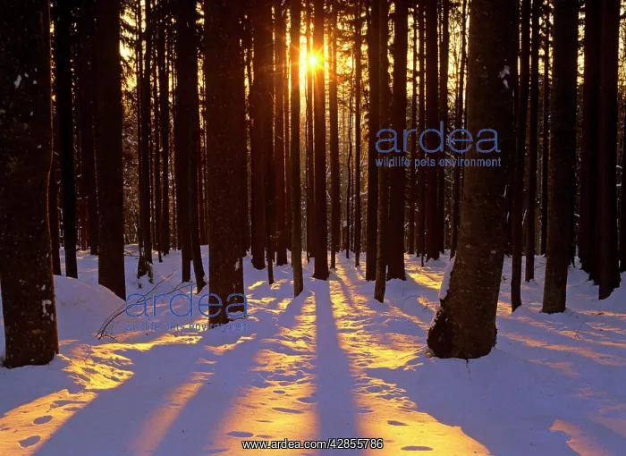 : Winter scenery - coniferous forest in late evening : Winter scenery - coniferous forest in late evening