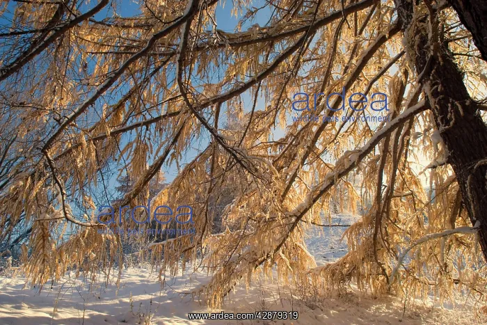 : winter scenery - early snow has fallen and covers : winter scenery - early snow has fallen and covers