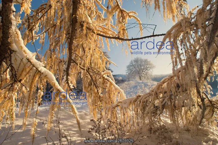 : Winter scenery - early snow has fallen and covers : Winter scenery - early snow has fallen and covers