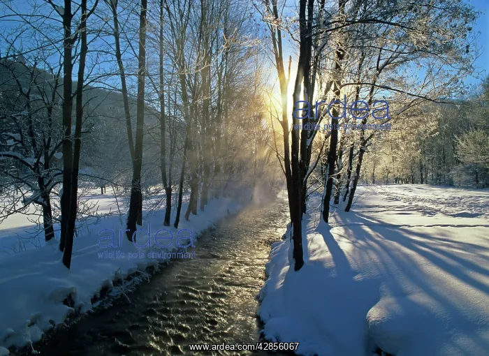 : Winter scenery - morning sun and steaming brook : Winter scenery - morning sun and steaming brook