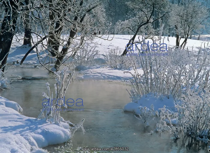 : Winter scenery - steaming brook flanked by frost-covered : Winter scenery - steaming brook flanked by frost-covered
