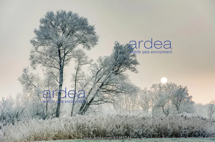 : Winter scenic with forsted trees in a landscape conservation : Winter scenic with forsted trees in a landscape conservation
