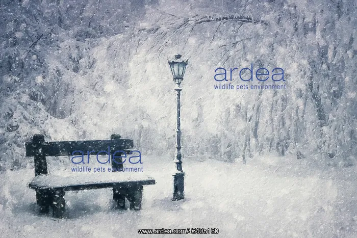 : Winter season painting of a wooden bench and street : Winter season painting of a wooden bench and street