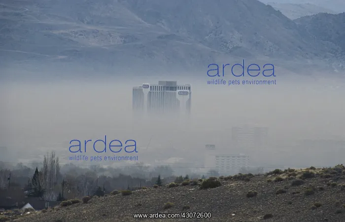: Winter Smog in Reno : Winter Smog in Reno