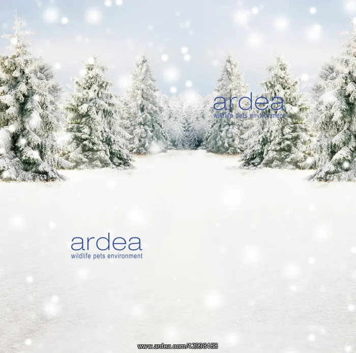 : Winter snow scene with spruce trees and falling snow : Winter snow scene with spruce trees and falling snow