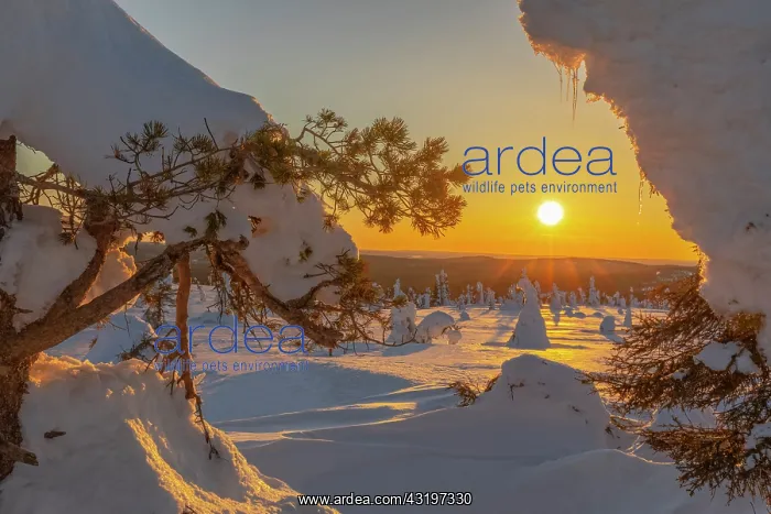 : Winter spruce forest - winter landscape on Riisitunturi moun : Winter spruce forest - winter landscape on Riisitunturi moun