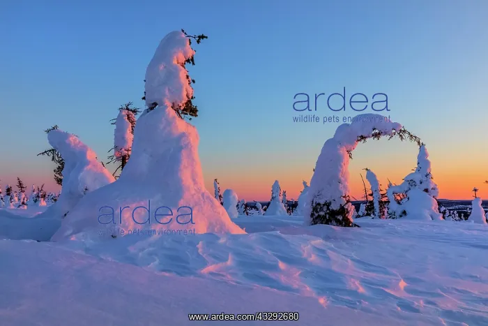 : Winter spruce forest - winter landscape on Riisitunturi moun : Winter spruce forest - winter landscape on Riisitunturi moun
