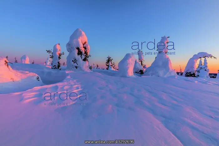 : Winter spruce forest - winter landscape on Riisitunturi moun : Winter spruce forest - winter landscape on Riisitunturi moun