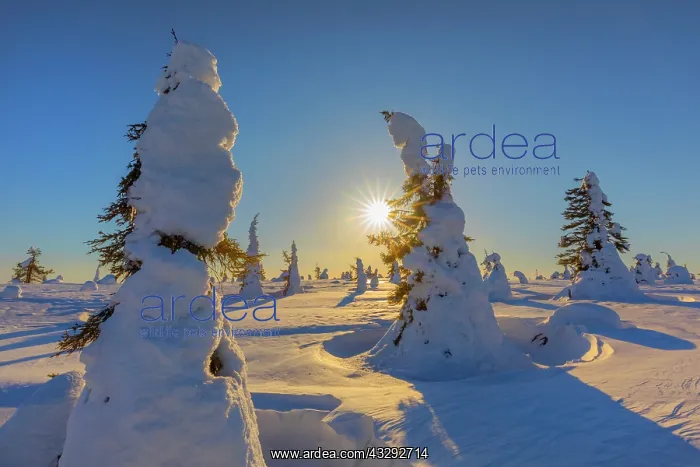 : Winter spruce forest - winter landscape on Riisitunturi moun : Winter spruce forest - winter landscape on Riisitunturi moun