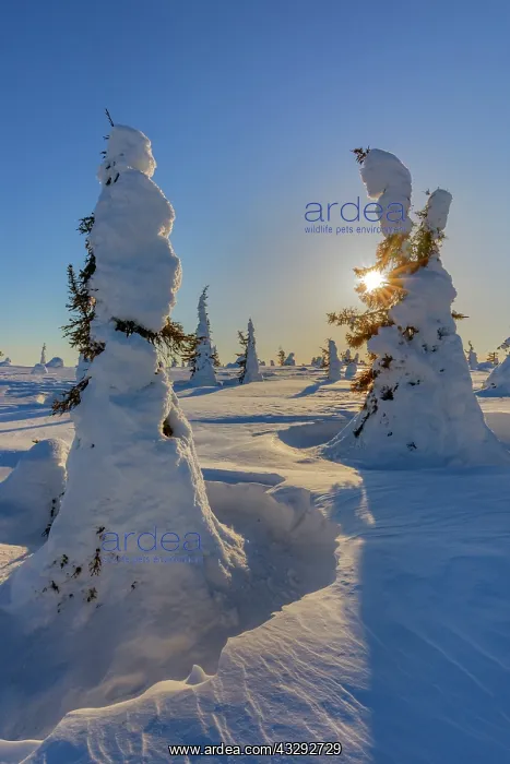 : Winter spruce forest - winter landscape on Riisitunturi moun : Winter spruce forest - winter landscape on Riisitunturi moun