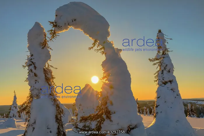 : Winter spruce forest - winter landscape on Riisitunturi moun : Winter spruce forest - winter landscape on Riisitunturi moun