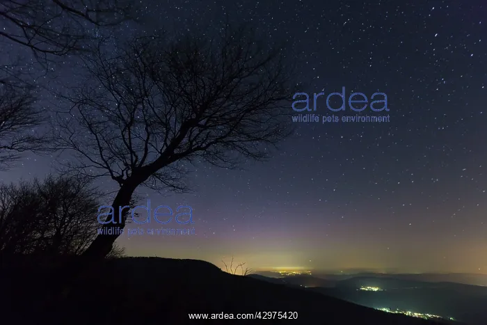 : Winter Starlit Sky : Winter Starlit Sky