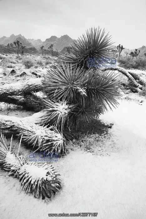 : Winter storm, Joshua Tree National Park, California : Winter storm, Joshua Tree National Park, California