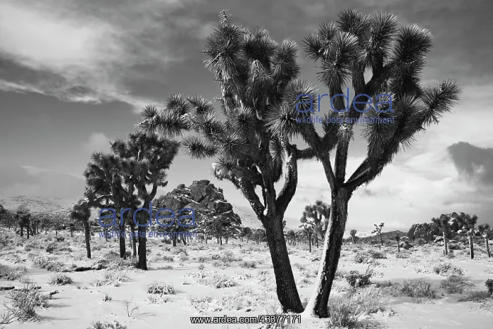 : Winter storm, Joshua Tree National Park, California : Winter storm, Joshua Tree National Park, California