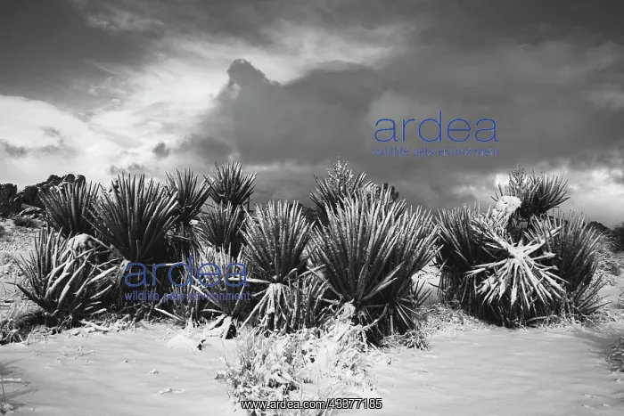 : Winter storm, Joshua Tree National Park, California : Winter storm, Joshua Tree National Park, California