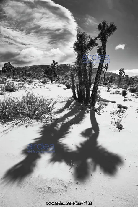 : Winter storm, Joshua Tree National Park, California : Winter storm, Joshua Tree National Park, California