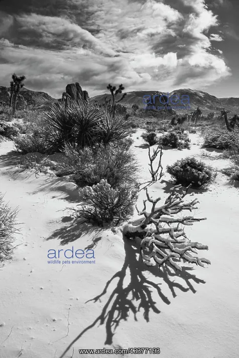: Winter storm, Joshua Tree National Park, California : Winter storm, Joshua Tree National Park, California