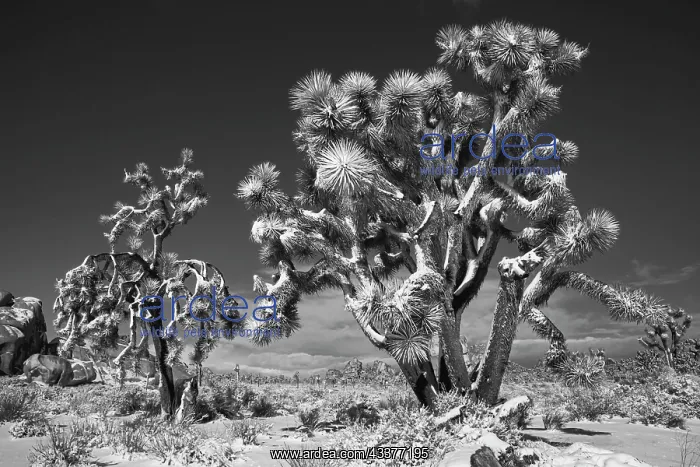 : Winter storm, Joshua Tree National Park, California : Winter storm, Joshua Tree National Park, California