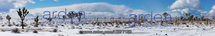 : Winter storm, Joshua Tree National Park, California : Winter storm, Joshua Tree National Park, California