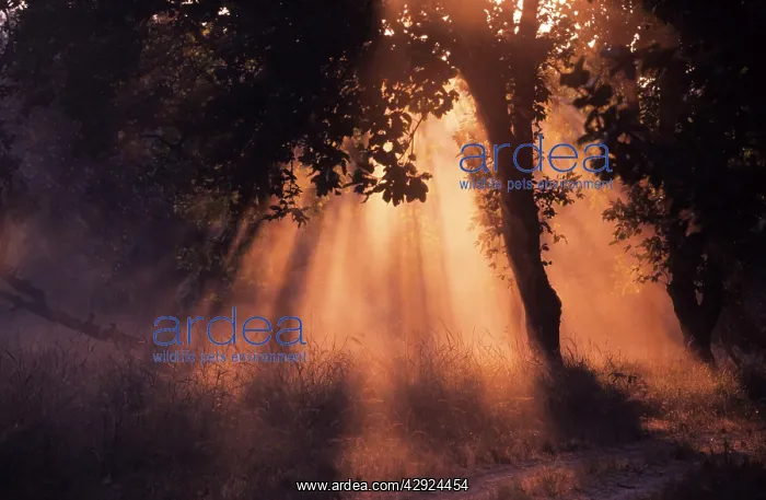  : Winter sun - breaking through the sal forest