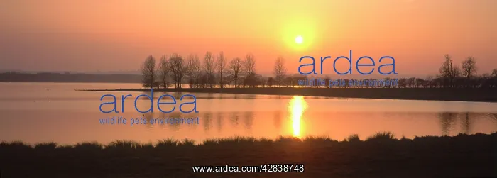 : Winter sunset : Winter sunset
