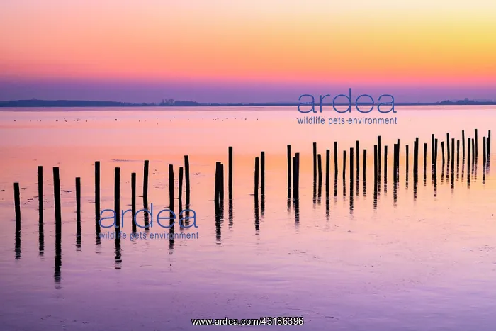 : Winter sunset at the Dammer, Lembruch, Lower Saxony : Winter sunset at the Dammer, Lembruch, Lower Saxony