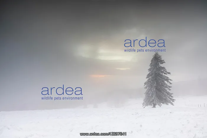 : Winter sunset on the mountain with hoarfrost on t : Winter sunset on the mountain with hoarfrost on t
