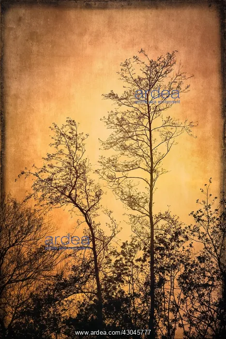 : Winter trees - Textured Image - Norfolk UK : Winter trees - Textured Image - Norfolk UK