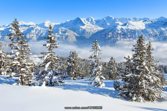 : Winter view from the Niederhorn to the Schreckhorn : Winter view from the Niederhorn to the Schreckhorn