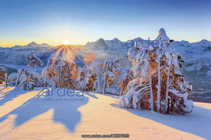 : Winter view from the Niederhorn at sunrise, view : Winter view from the Niederhorn at sunrise, view