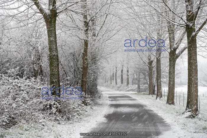 : Winter walk in heavy snowfall : Winter walk in heavy snowfall