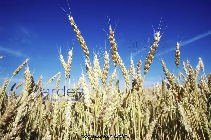 : Winter Wheat : Winter Wheat