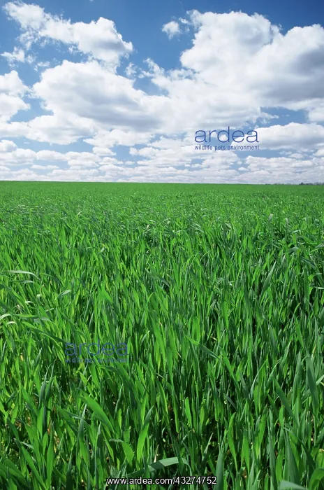 : Winter wheat and clouds : Winter wheat and clouds