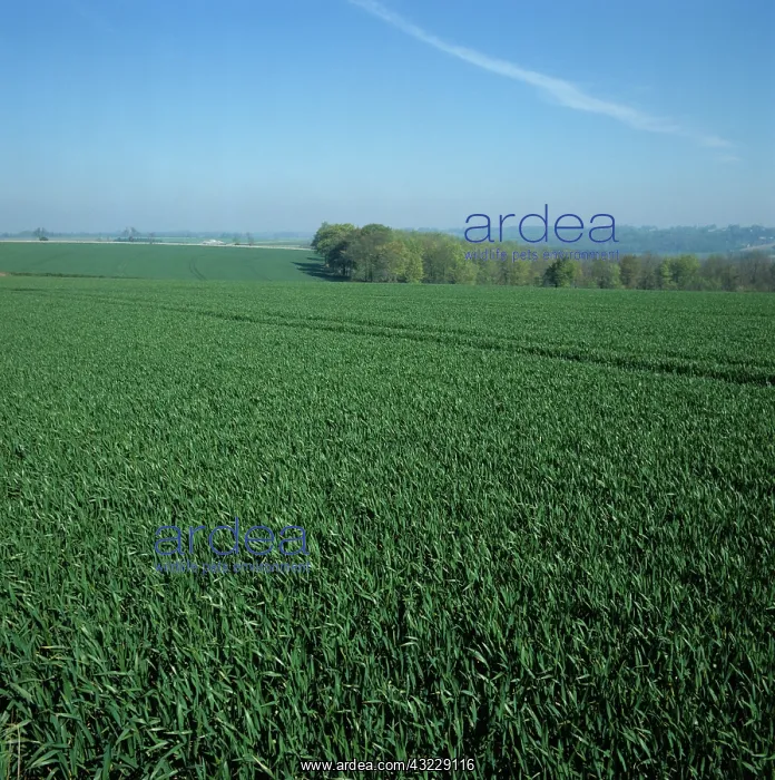: Winter wheat crop in Oxfordshire : Winter wheat crop in Oxfordshire