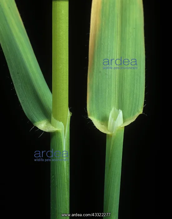 : Winter wild oat : Winter wild oat