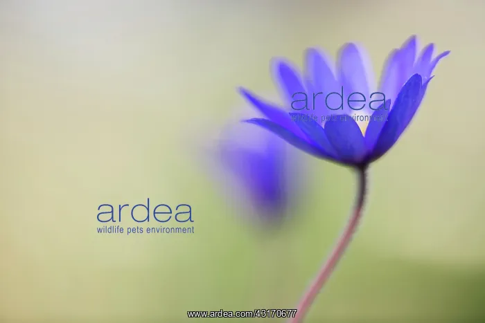 : Winter windflower, Anemone blanda Blue Shades : Winter windflower, Anemone blanda Blue Shades