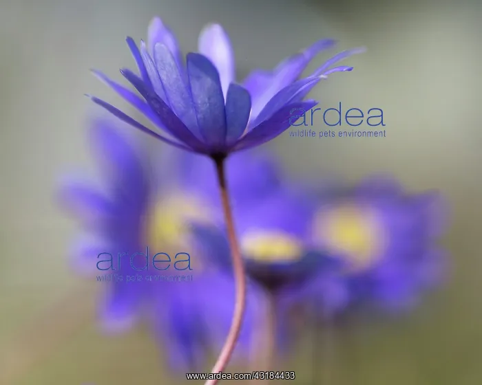 : Winter windflower, Anemone blanda Blue Shades : Winter windflower, Anemone blanda Blue Shades
