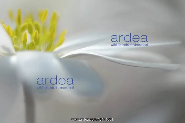 : Winter windflower White Splendour, Anemone, Anemone : Winter windflower White Splendour, Anemone, Anemone